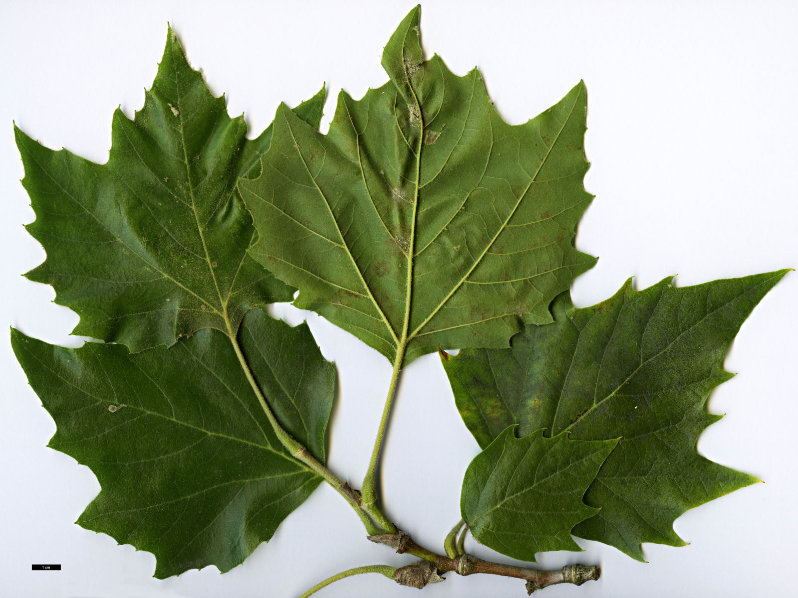 High resolution image: Family: Platanaceae - Genus: Platanus - Taxon: ×hispanica (P.occidentalis × P.orientalis)